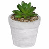 Alpine Succulent Flower Pot