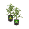 Bonnie Plants Better Boy Tomato (2 Pack) (11 in. Cage)