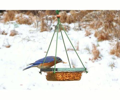 Songbird Essentials Hanging Mealworm Dish Feeder